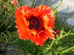 Mohnblüte